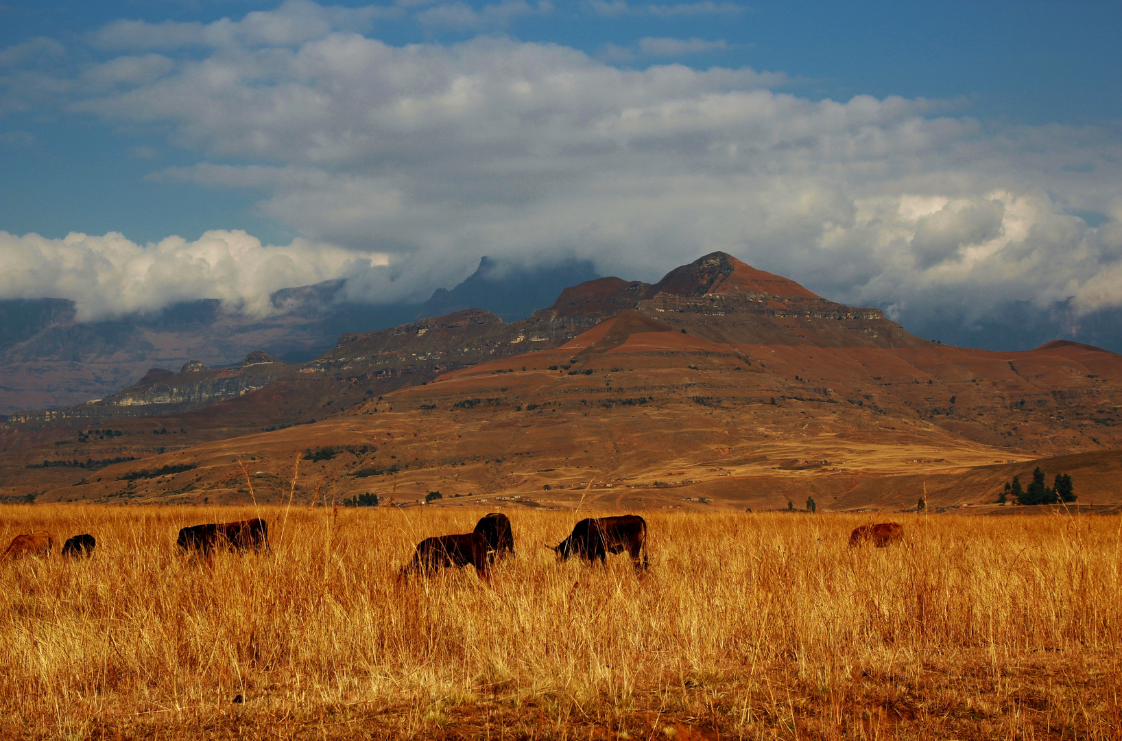 Drakensberge