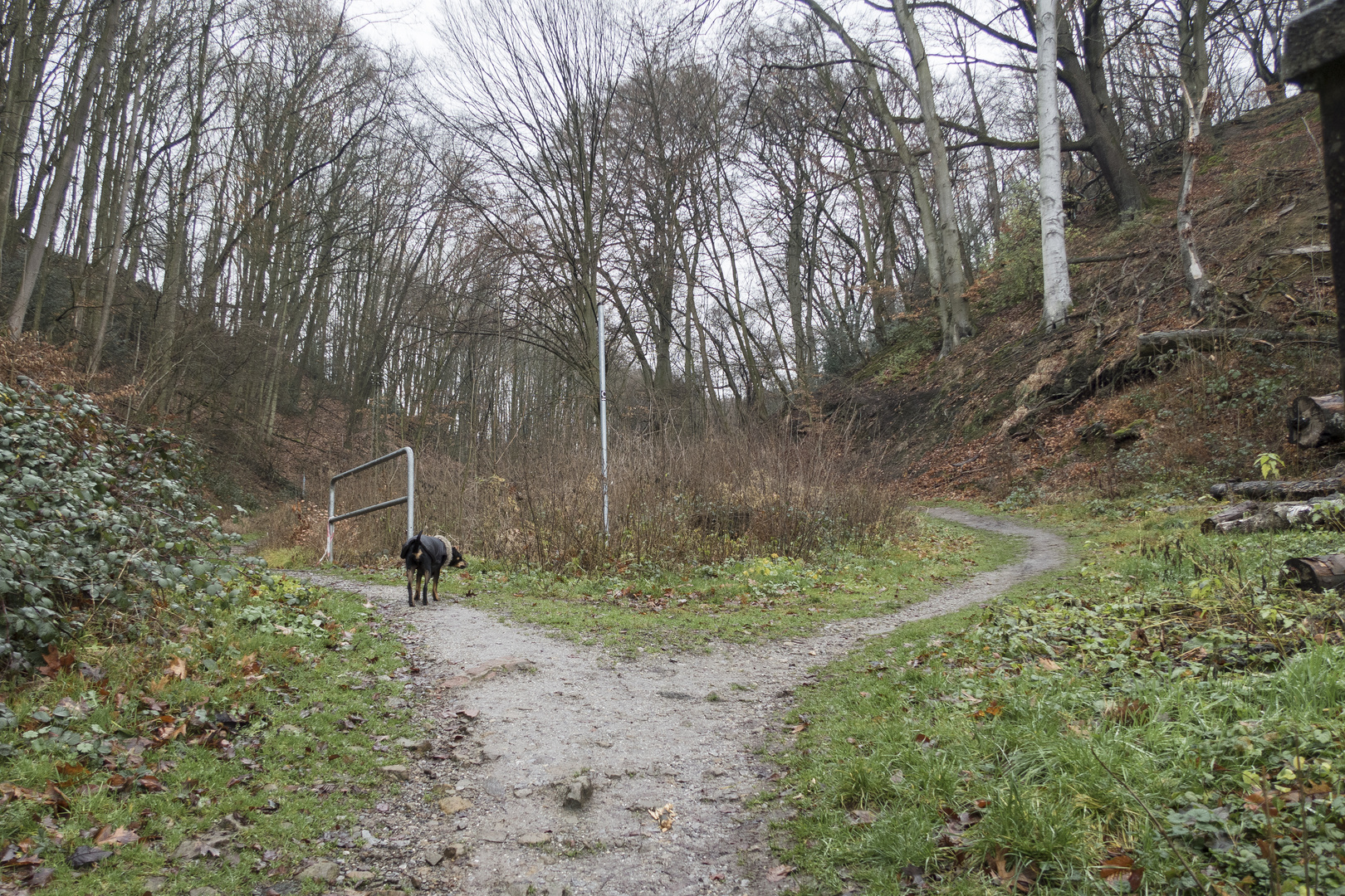 Drama am Aufstieg zum Weitmarer Holz! Hund plötzlich unsicher?