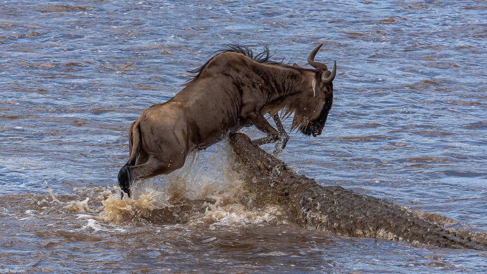 Drama am Mara River 