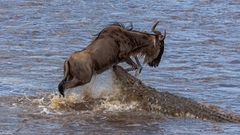 Drama am Mara River 