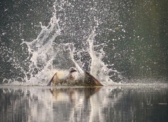 Drama am See.......Fischadler versucht mit kapitaler Beute den Fluten zu entrinnen!