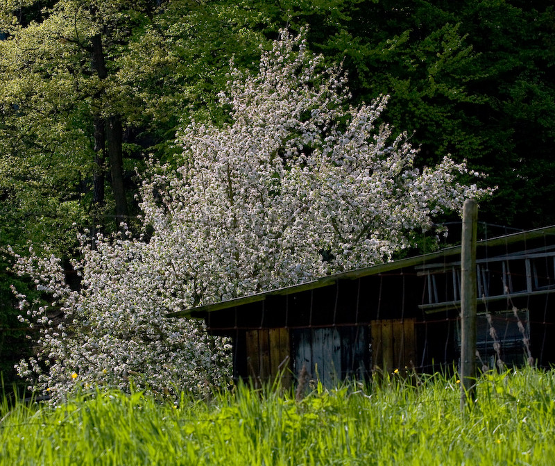 Drama am Waldrand: Baum frisst Haus!