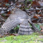 Drama an der Futterstelle: Ein Sperber hat einen Star geschlagen