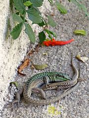 Drama auf der Gartenmauer - dramma sul muro del giardino