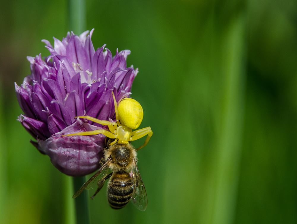 Drama der Natur... 2