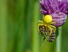 Drama der Natur