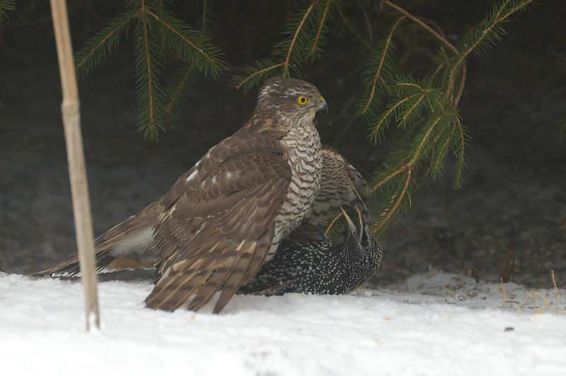 Drama im Garten