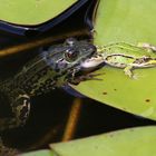 Drama im Gartenteich