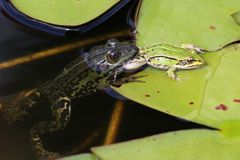 Drama im Gartenteich