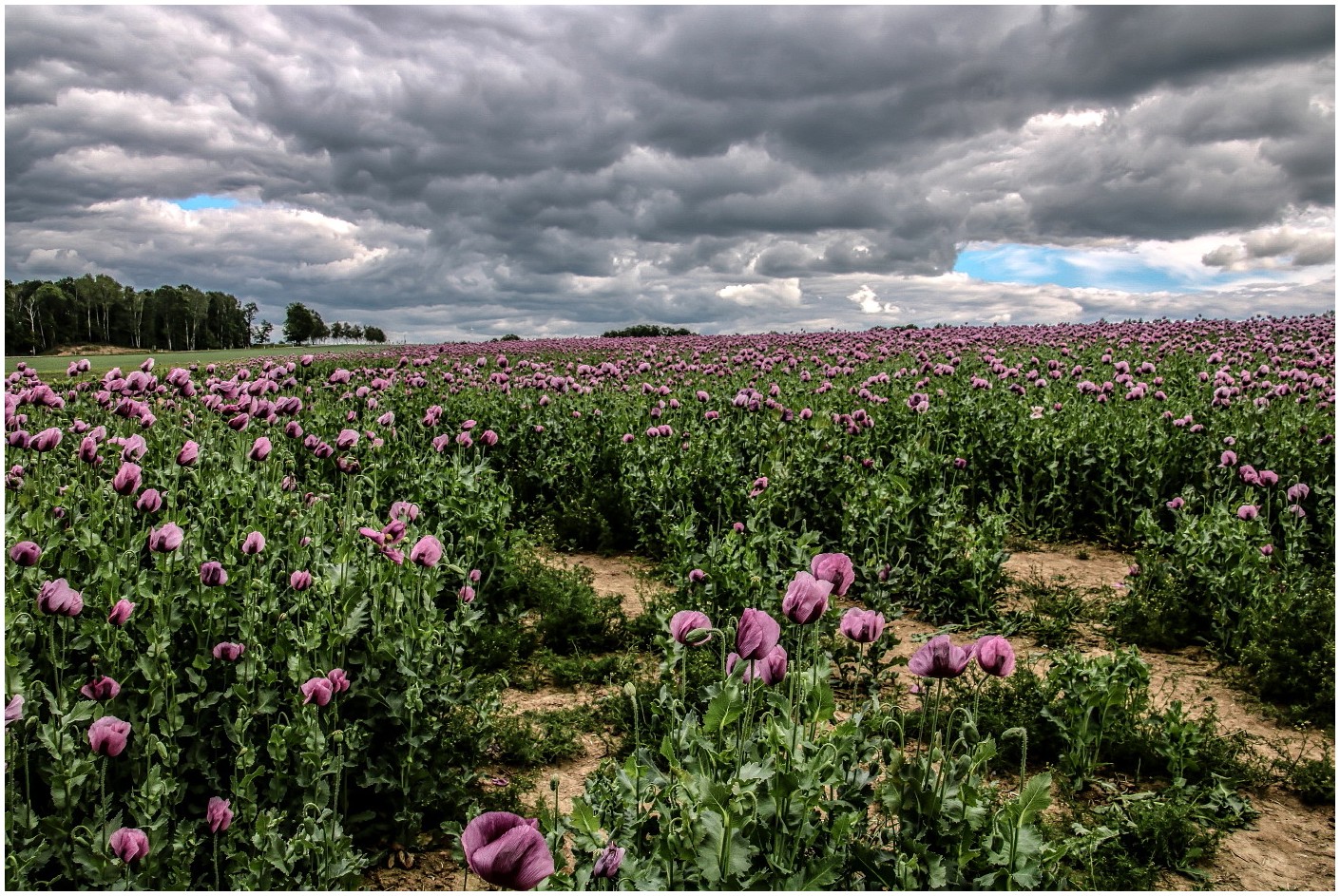 Drama im Mohn