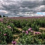 Drama im Mohn