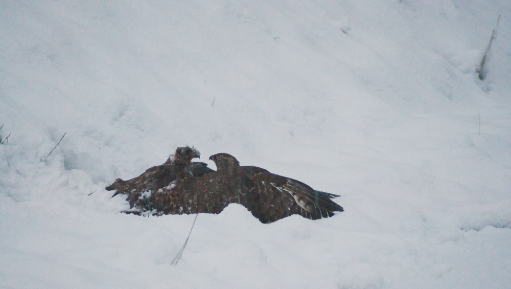 Drama im Schnee