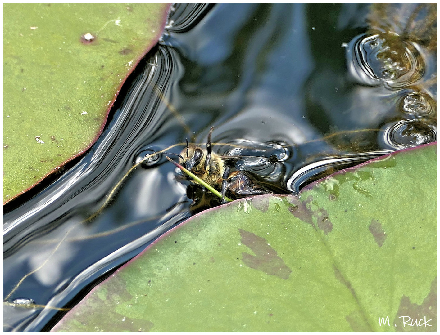 Drama im Seerosenteich 