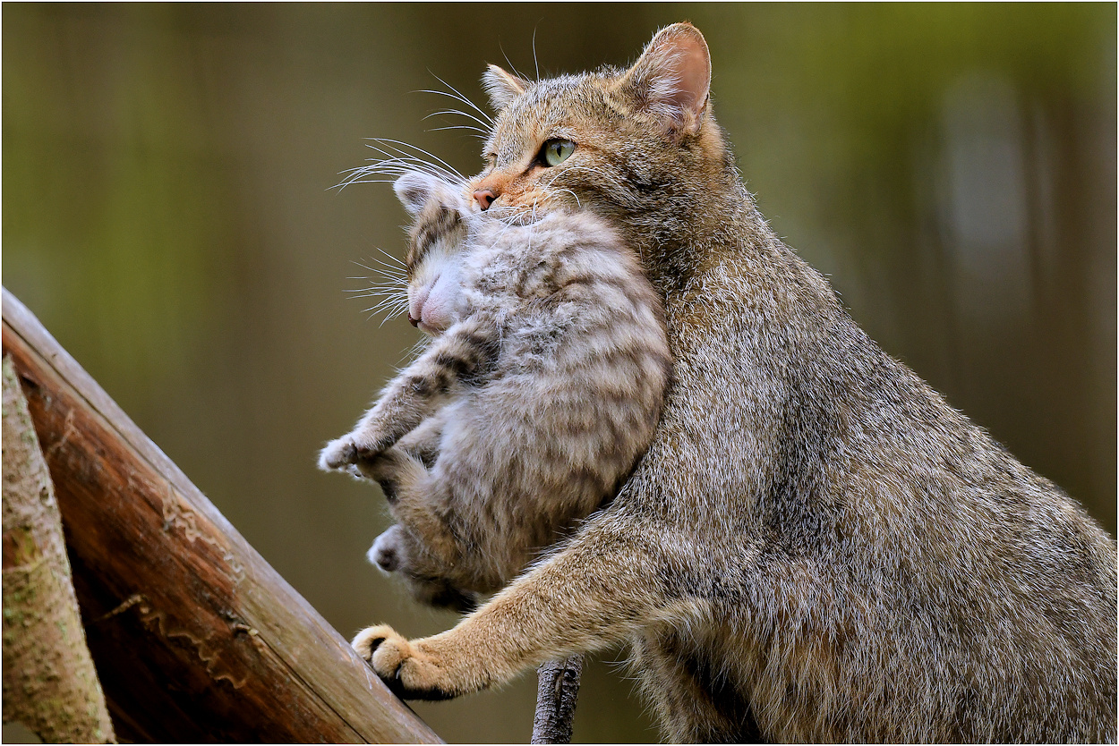 Drama im Wildpark