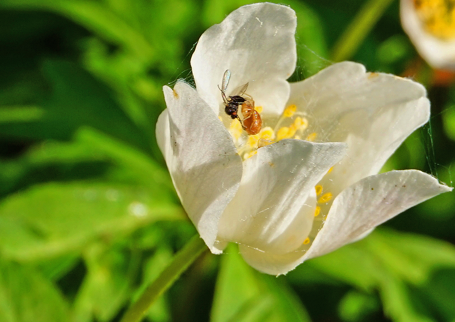 Drama in der Blüte