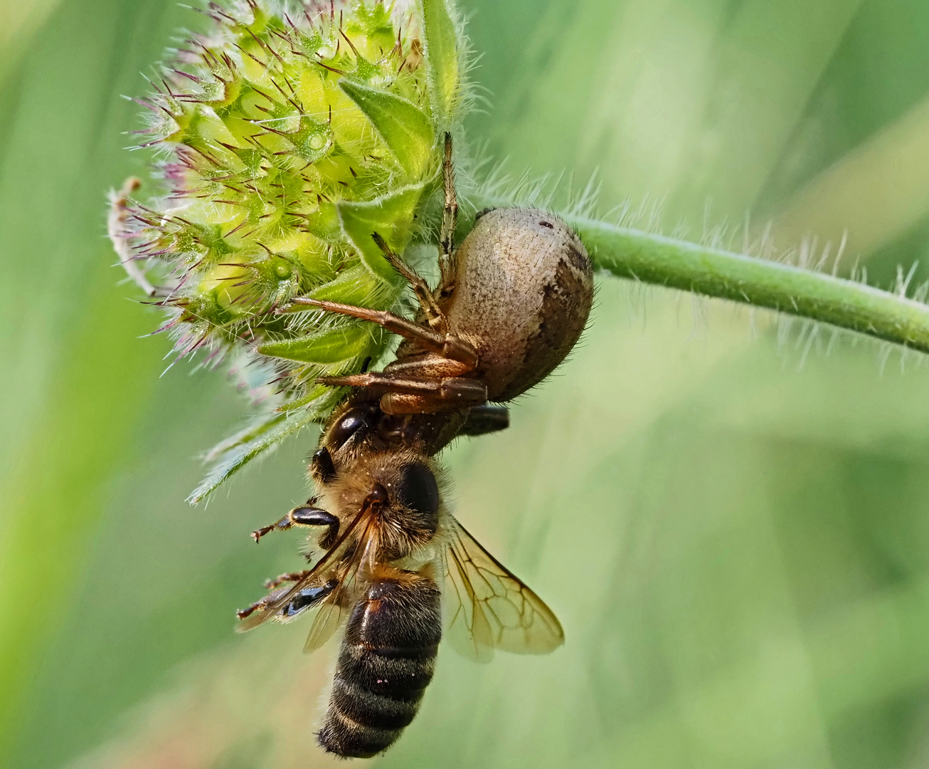 Drama in der Blumenwiese