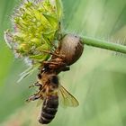 Drama in der Blumenwiese