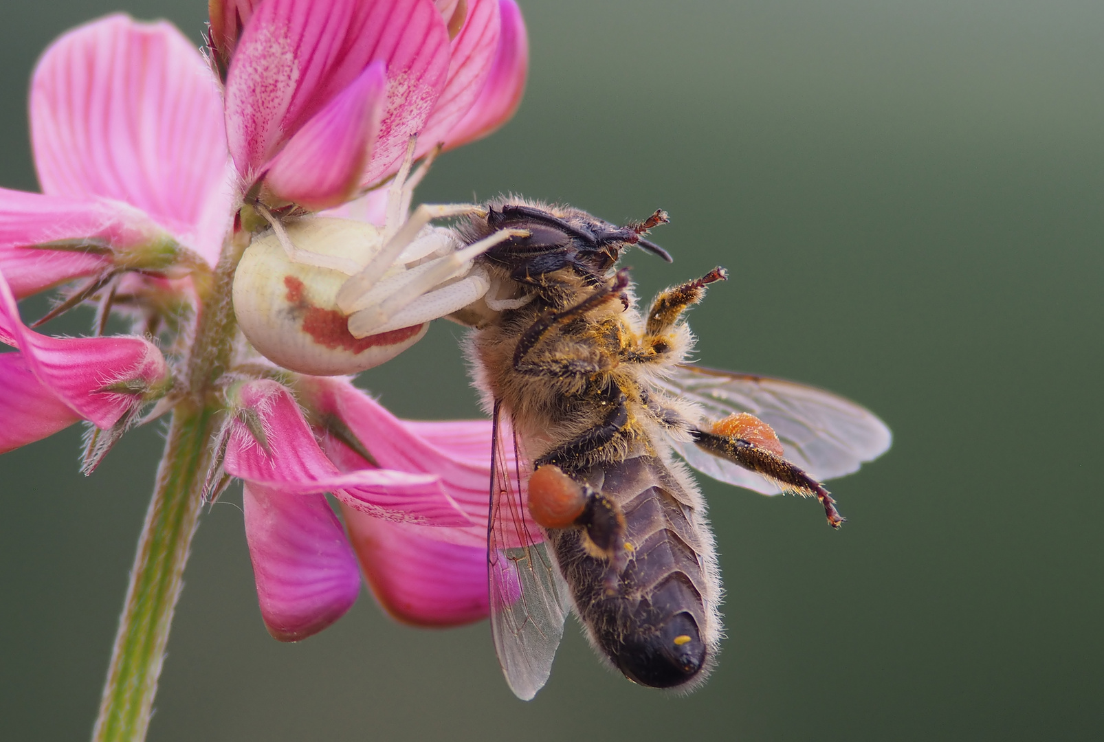Drama in der Makrowelt - Krabbenspinne mit erbeuteter Biene