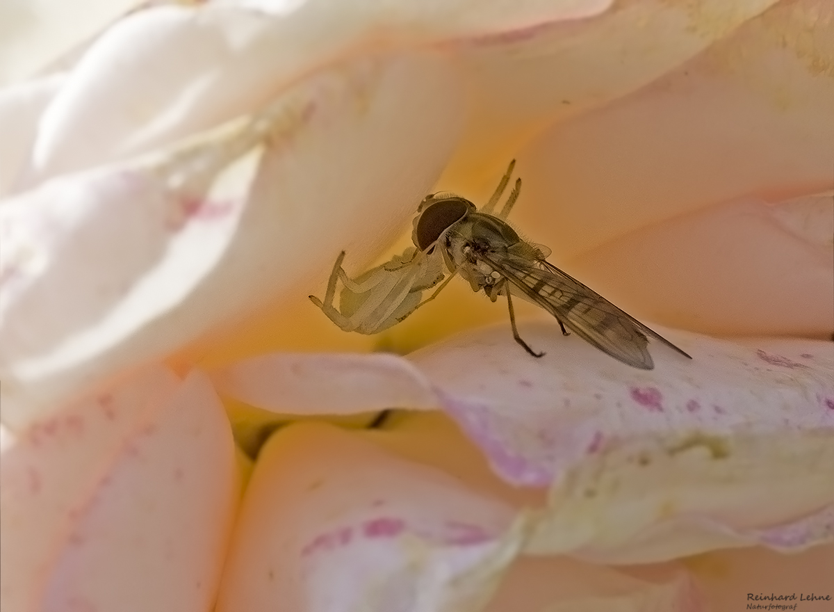   Drama in der Rosenblüte