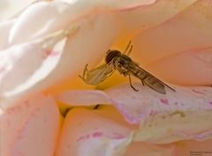   Drama in der Rosenblüte