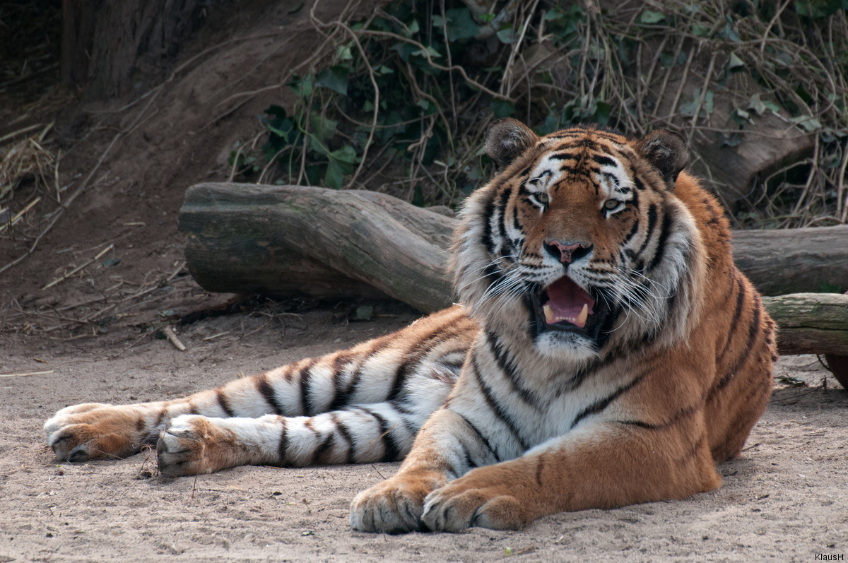 Drama um Altai im Kölner Zoo