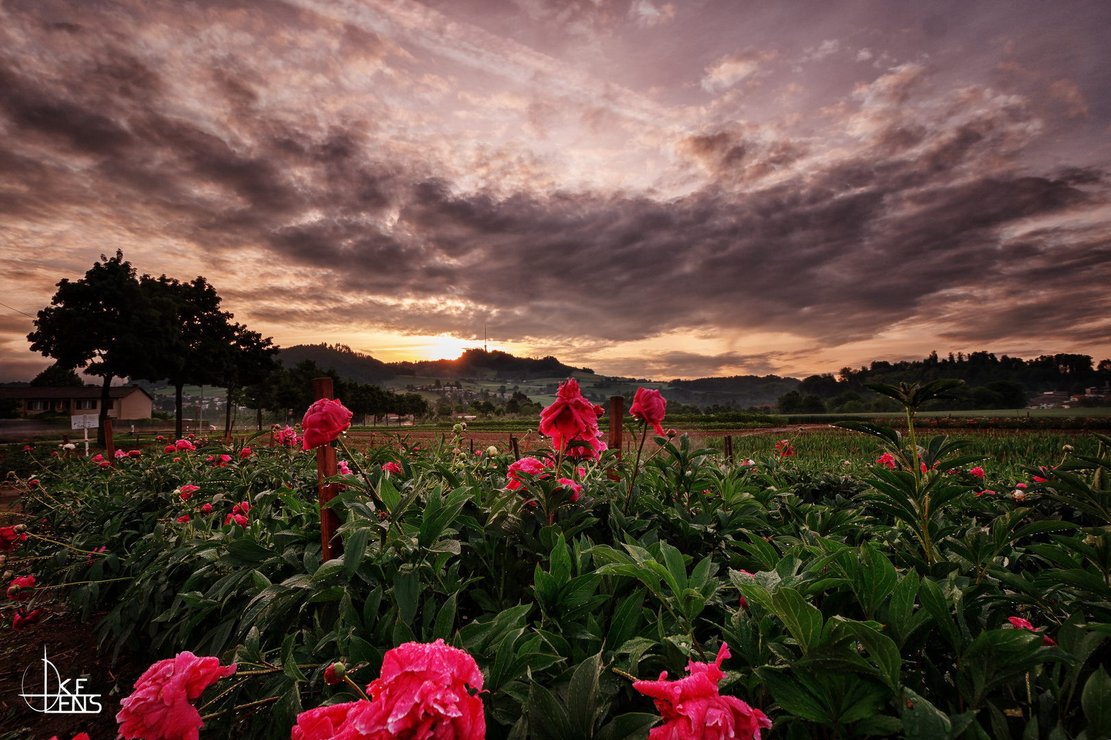 Dramatic peonies