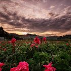 Dramatic peonies