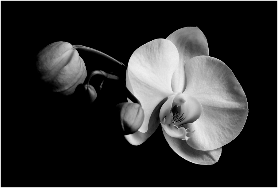 dramatic phalaenopsis