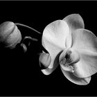 dramatic phalaenopsis