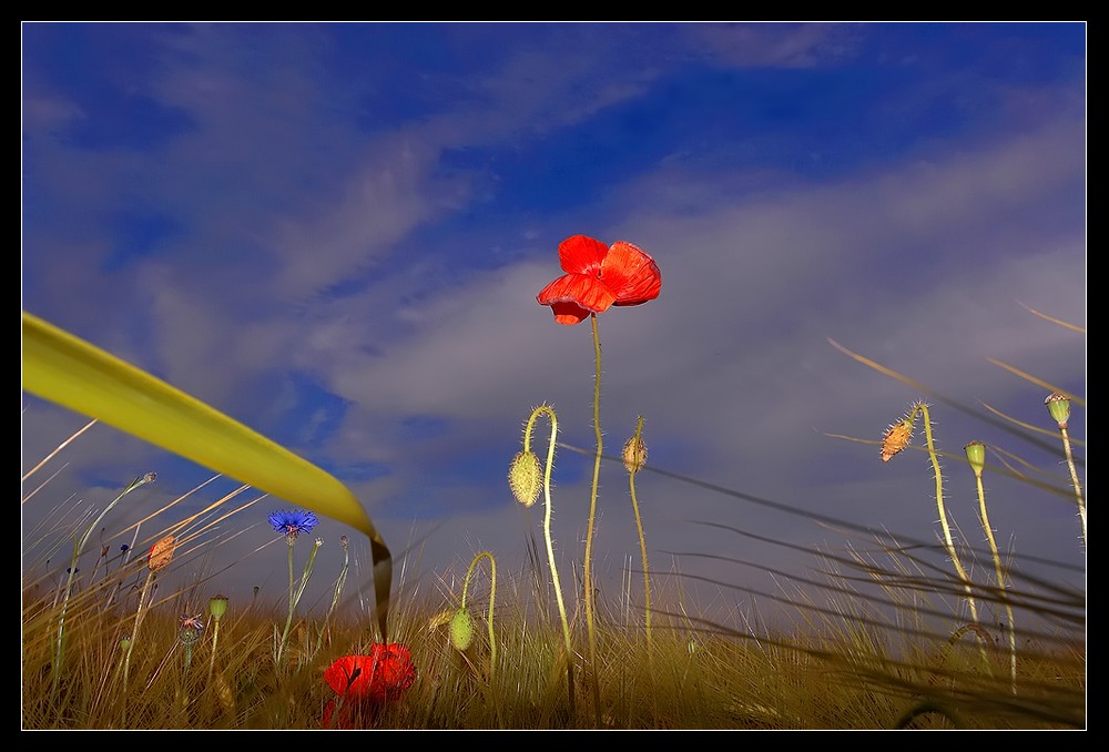 dramatic poppy