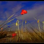 dramatic poppy II