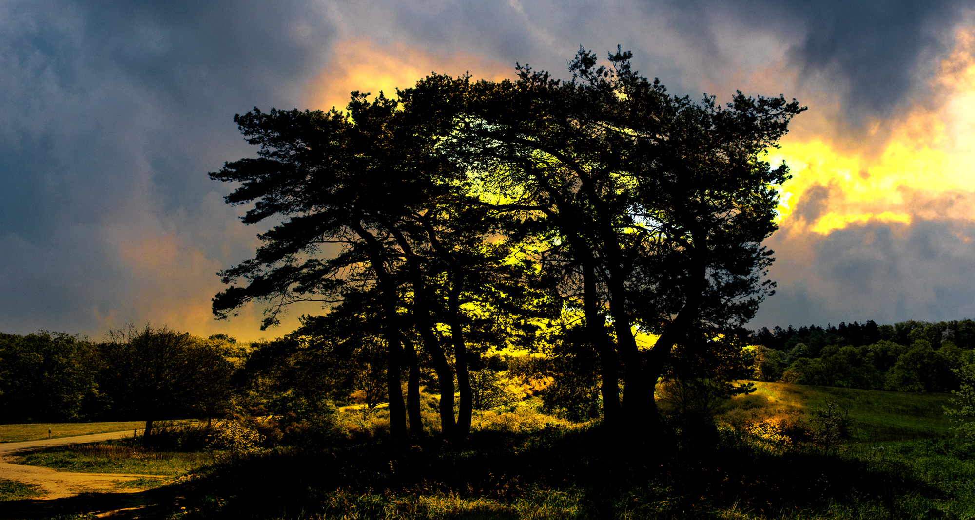 Dramatik am Himmel hinter Kiefern