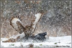 Dramatik im Schneesturm 1