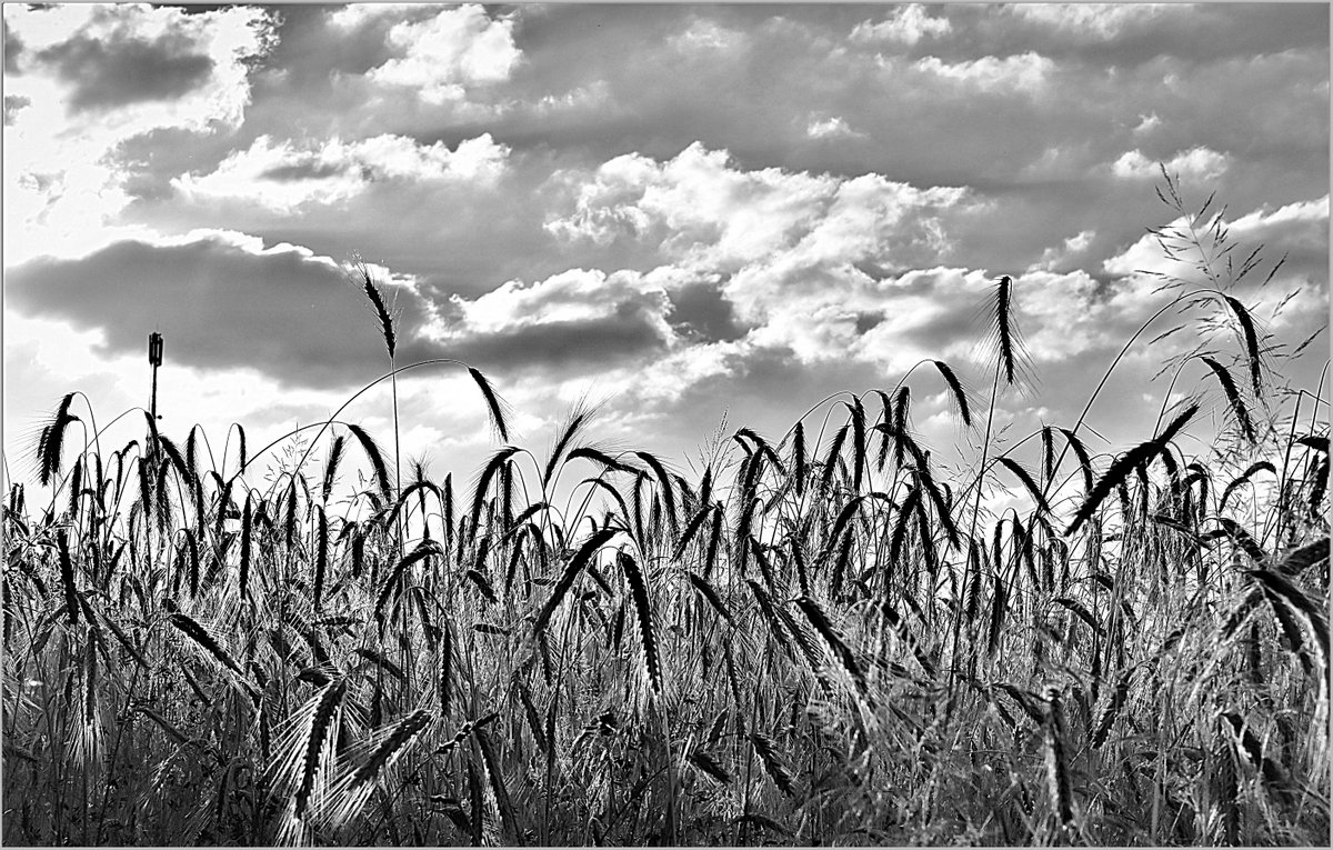 ... Dramatik über dem Feld, kommt endlich der ersehnte Regen ?...