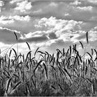 ... Dramatik über dem Feld, kommt endlich der ersehnte Regen ?...