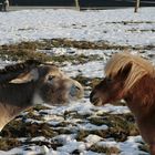 Draufgänger und Blondie