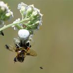 Draufsicht auf die Krabbenspinne