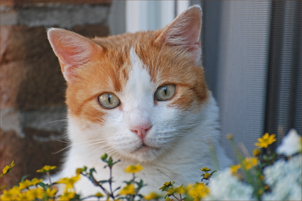 Draussen am Fenster....