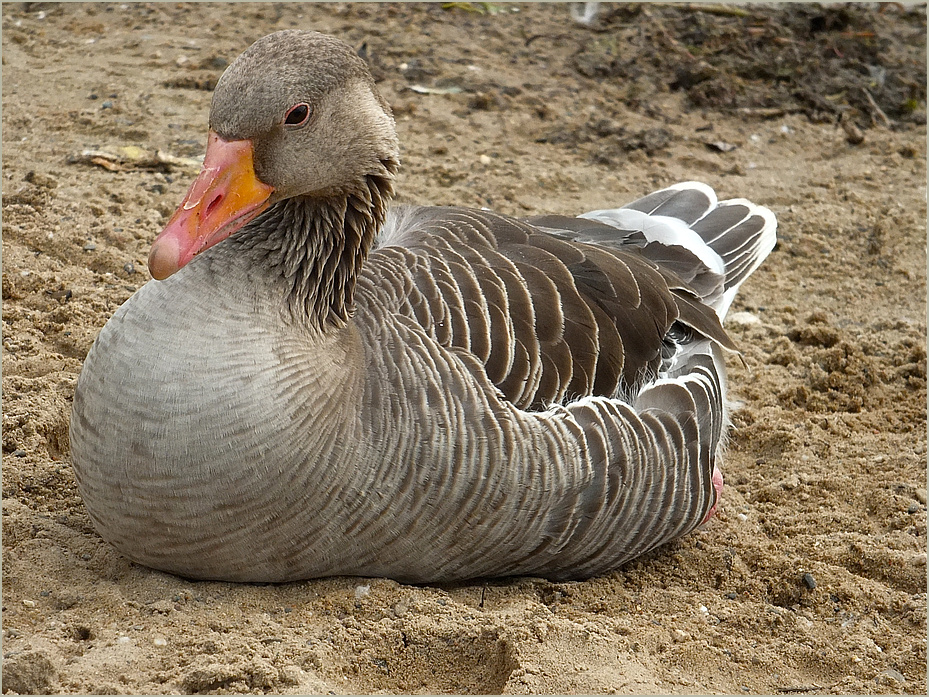 Draussen am Rotter See * 2