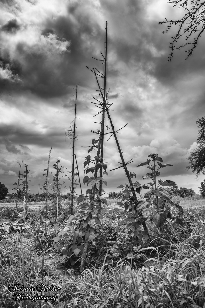 Draußen auf dem Feld