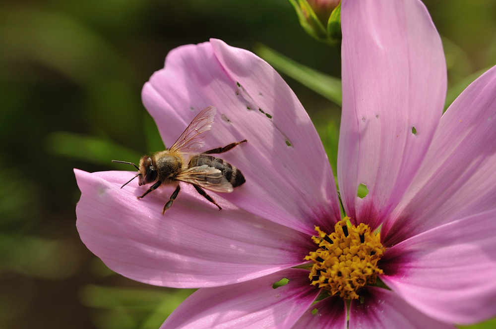 Draussen im Garten