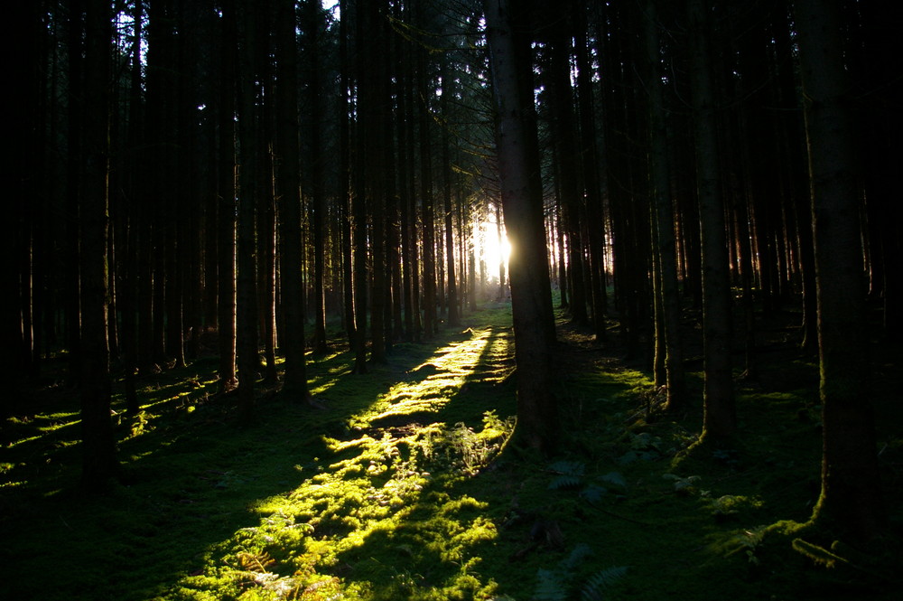 Draußen im Wald