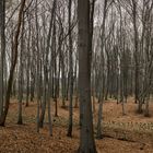 Draussen im Wald