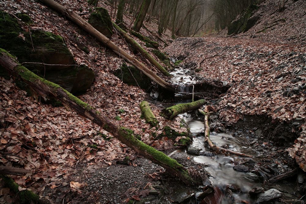 Draussen im Wald