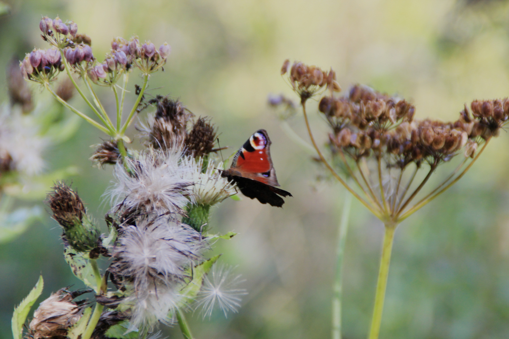 draussen in der natur..