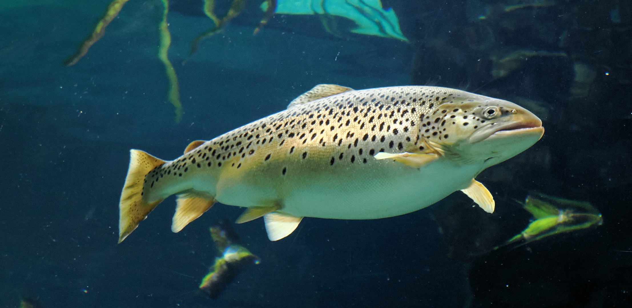 Draußen regnet es so das bestimmt bald Fische am Fenster vorbei schwimmen…