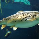 Draußen regnet es so das bestimmt bald Fische am Fenster vorbei schwimmen…