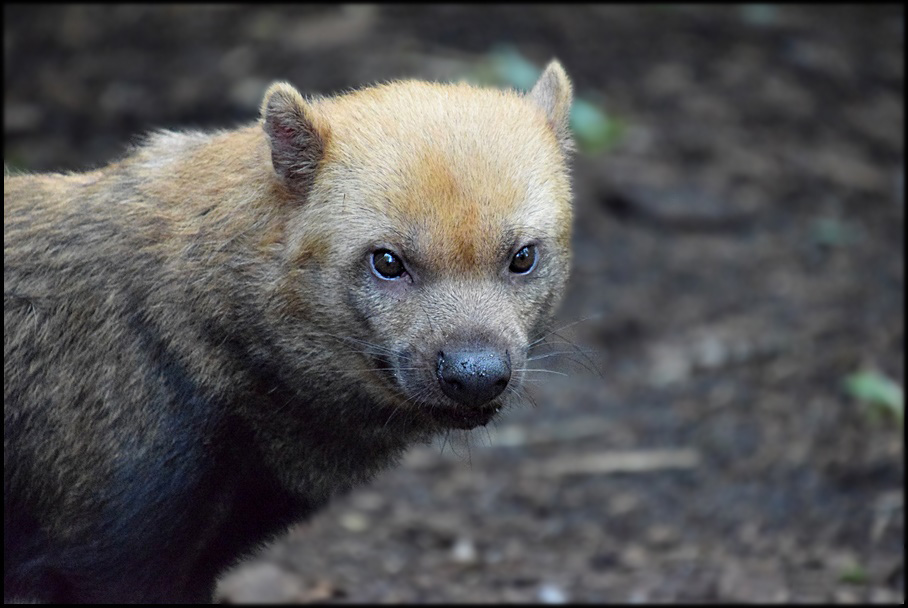 Draußen vom Walde komm ich her... Foto & Bild | natur, tiere, zoo ...