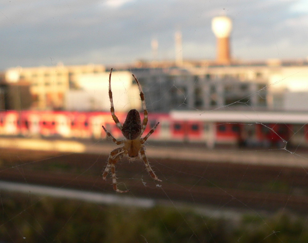 Draußen vor dem Fenster...