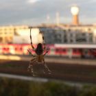 Draußen vor dem Fenster...